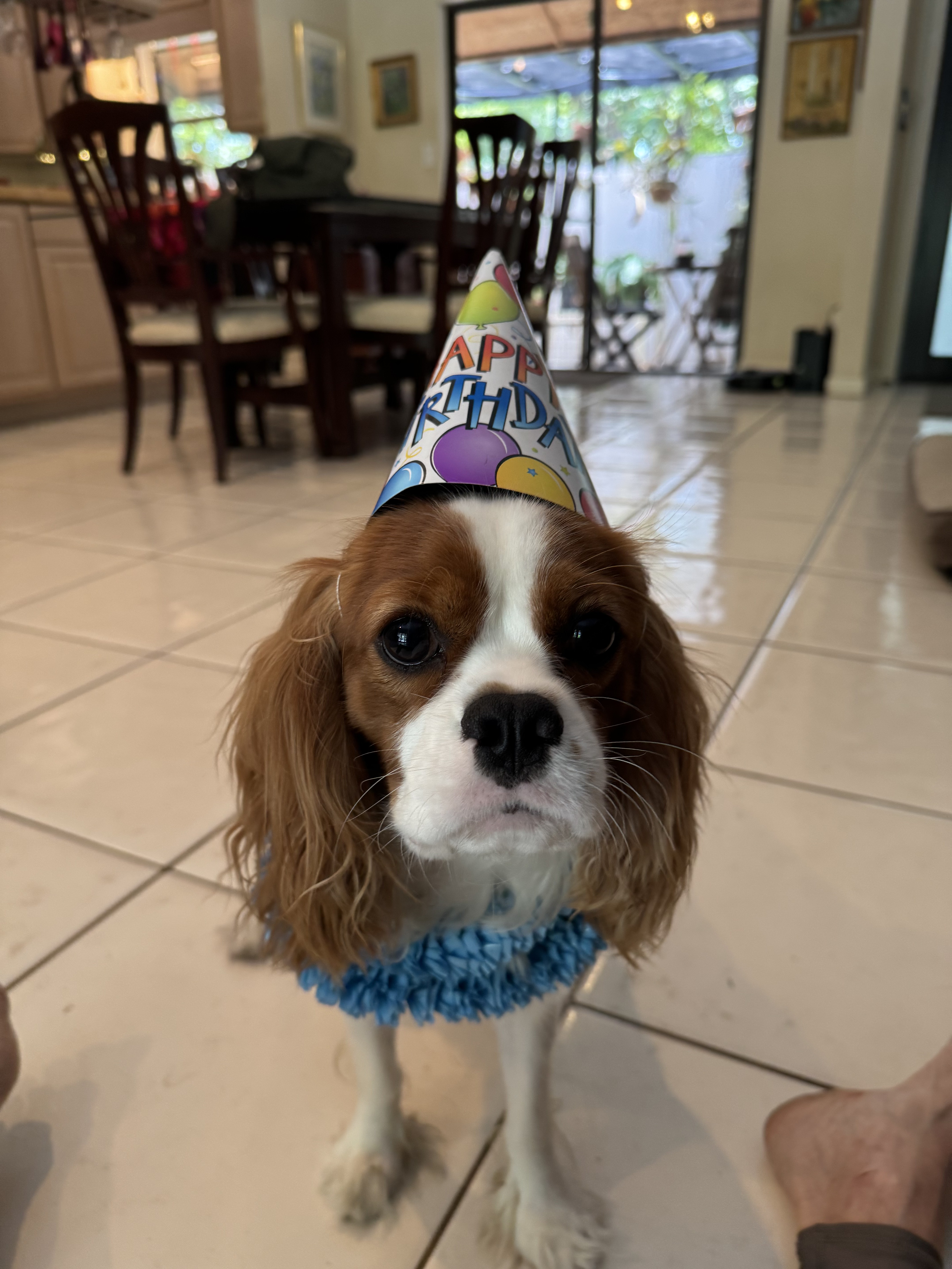 Puppy from Family from Coral Gables, Florida