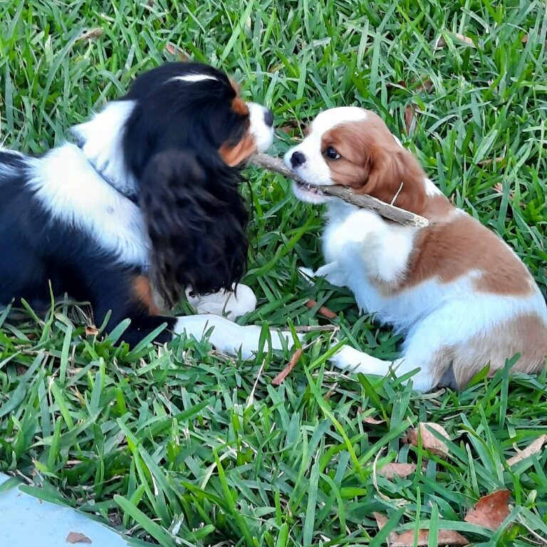 Cavalier puppy in Miami sunset light