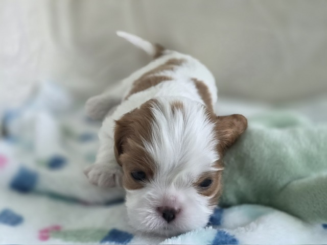 Ben, Male Blenheim Cavalier puppy