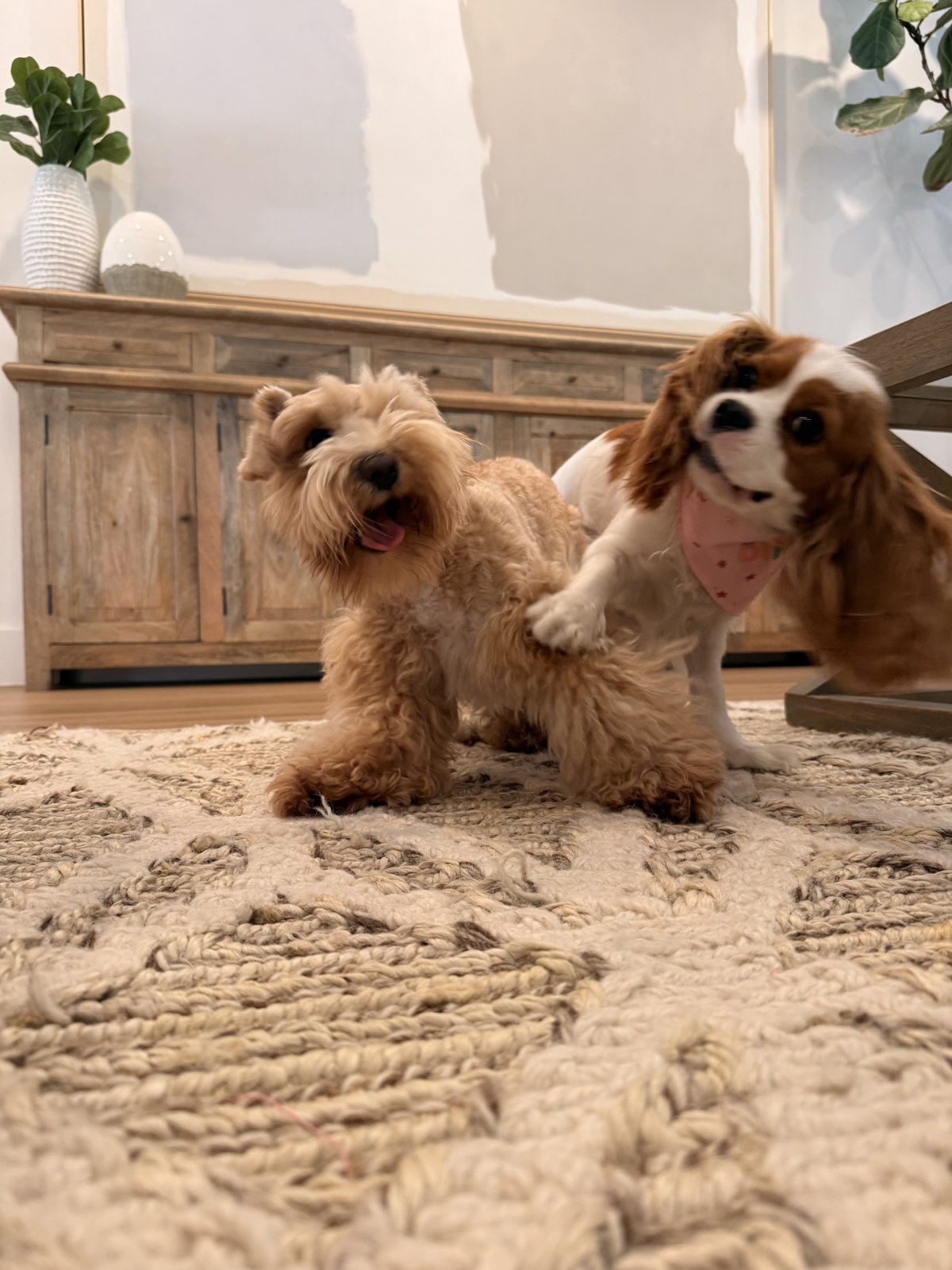 Puppy from Family from Miami, Florida