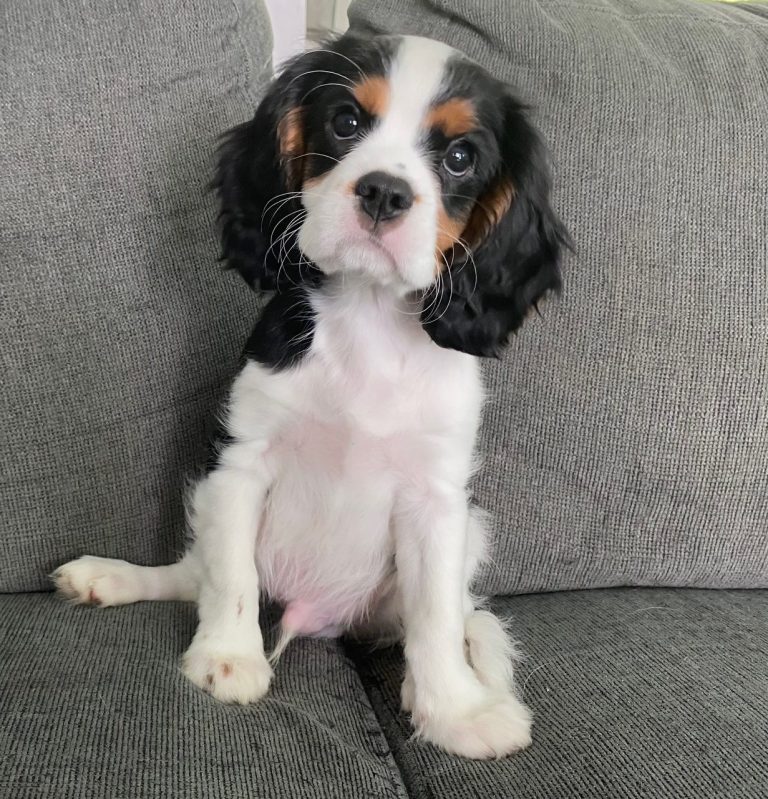 Andor, Tri-color Cavalier puppy