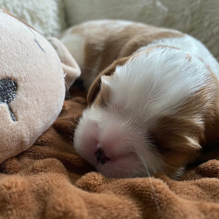 Appy, Blenheim Cavalier puppy