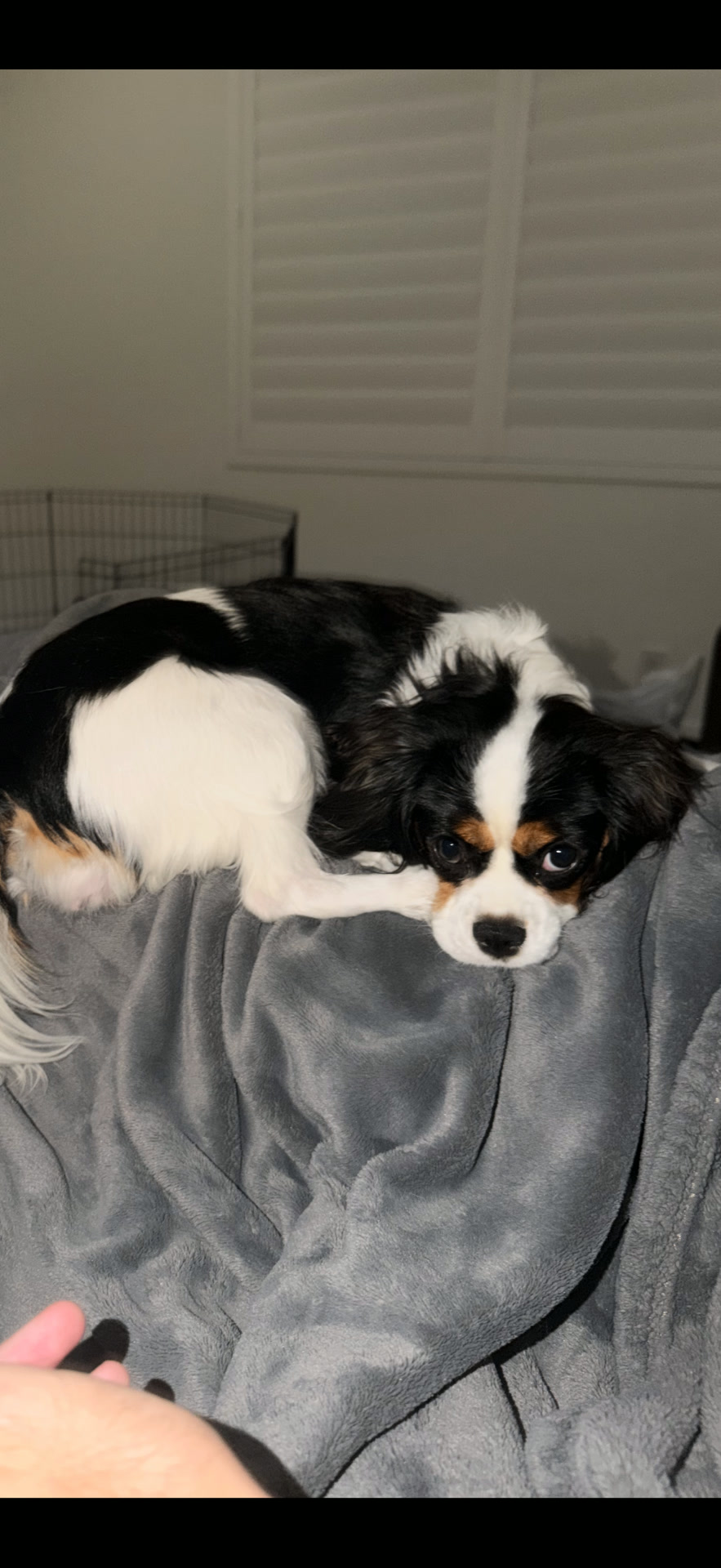 Puppy from Family from Miami, Florida