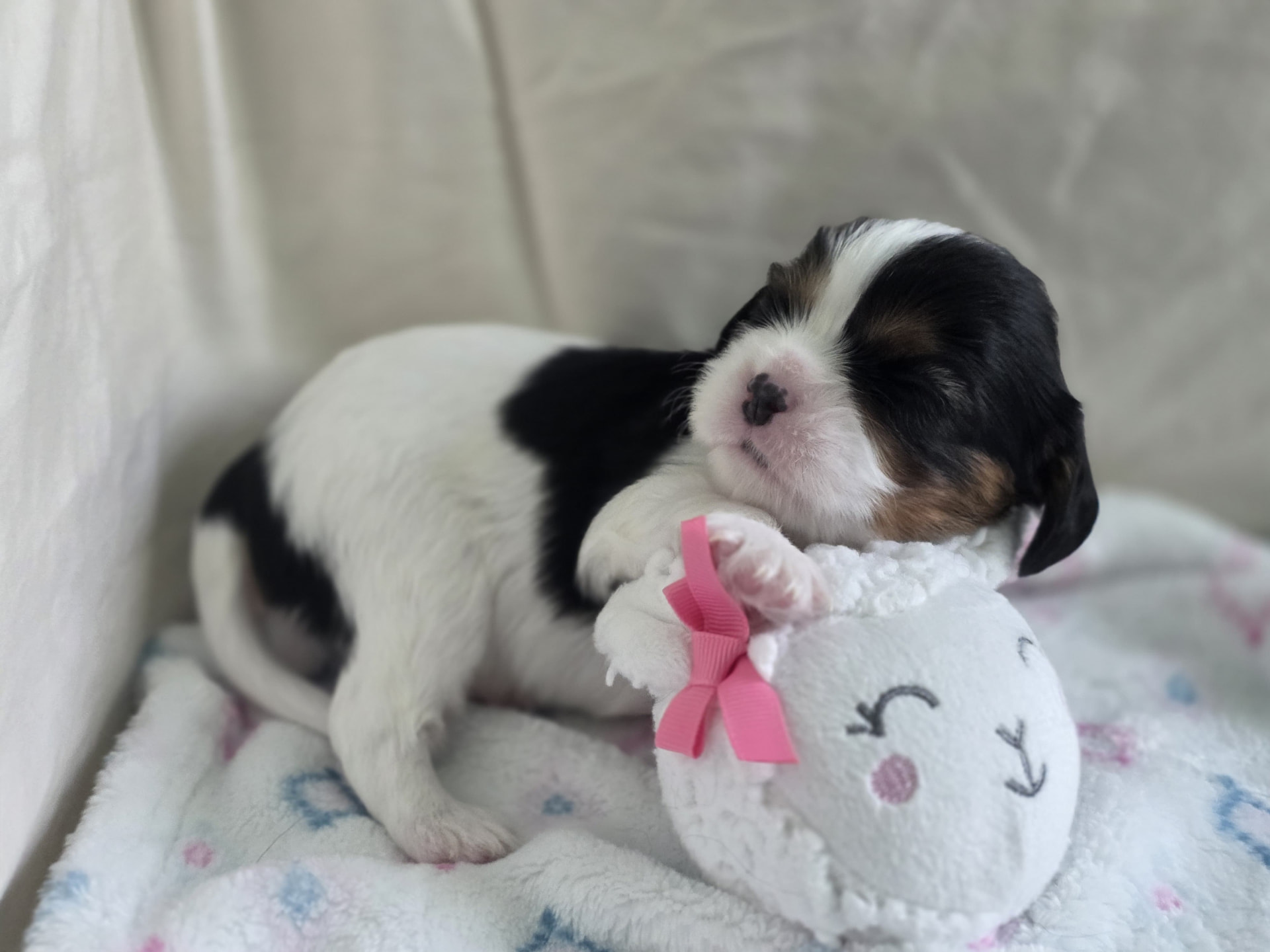 Bambi, Female Tri-color Cavalier puppy