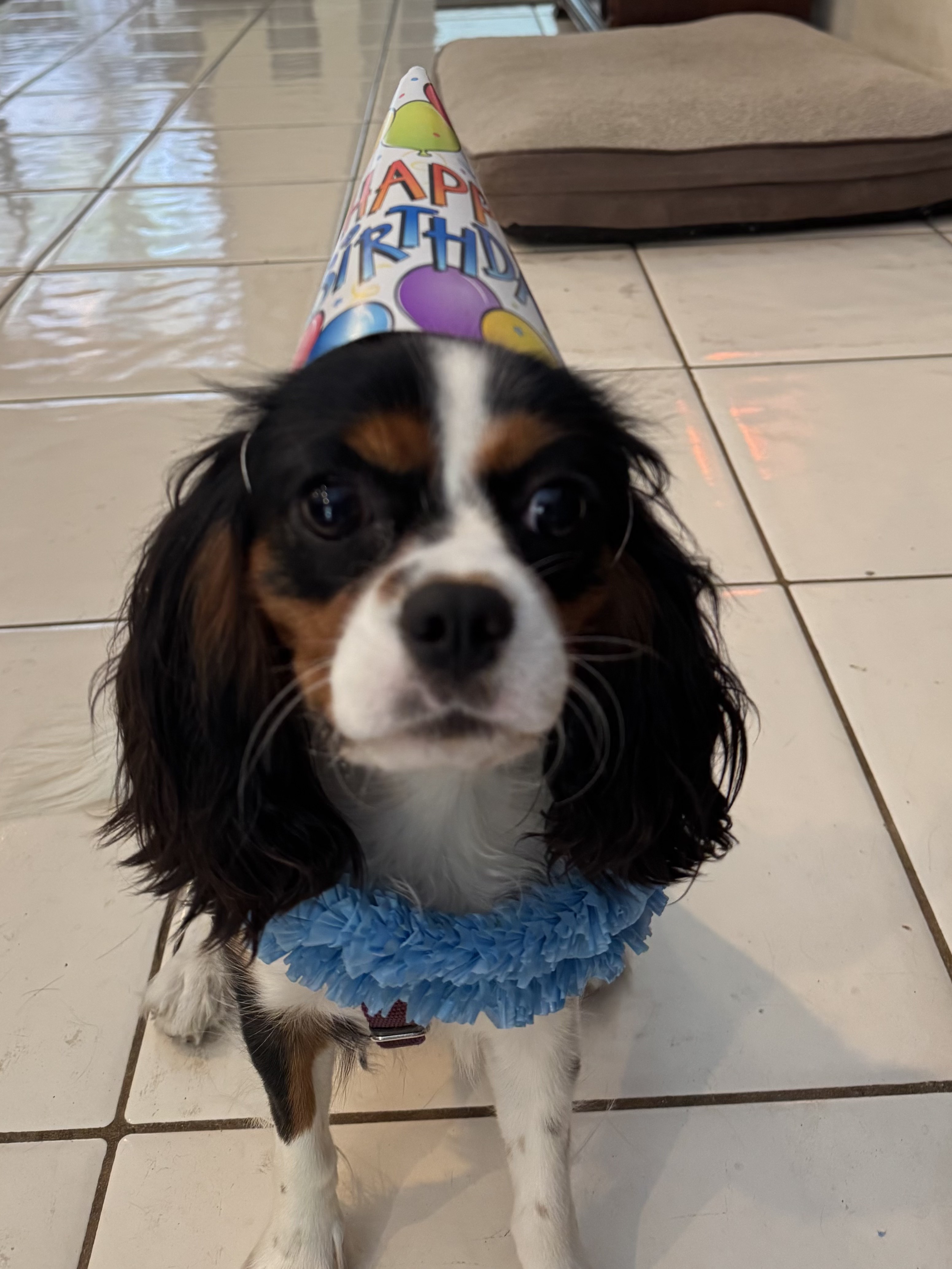 Puppy from Family from Coral Gables, Florida