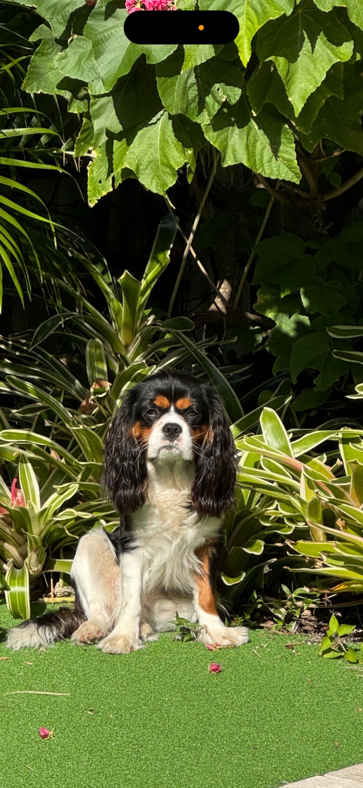 Puppy from Family from Orlando, Florida