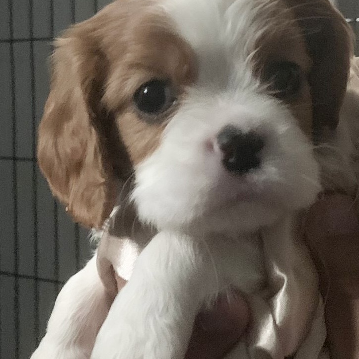 Artus, Blenheim Cavalier puppy
